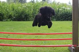 Dog From Jumping the Fence